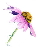 Echinacea Purpurea