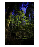 RA-17A Little Tree