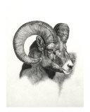 Ram