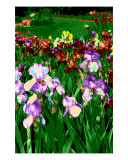 Buy Splendid Colors at AllPosters.com