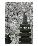 Buy Cherry Blossom With Japanese Pagoda at AllPosters.com