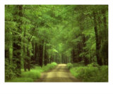 Buy Allegheny National Forest at AllPosters.com