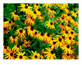 Buy A Day Of Summer Sunshine at AllPosters.com