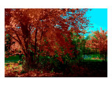 Buy Draped In Red at AllPosters.com