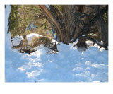 Grand Canyon Fox In Winter