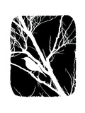 Buy White Bird at AllPosters.com