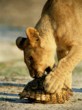 A One-Year-Old Lion Cub Investigates a Leopard Tortoise