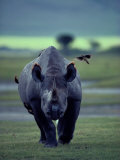 Red-Billed Oxpeckers Cling to a Black Rhinoceros