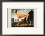 Greyhound on a Parkland Landscape