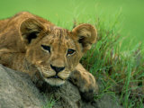 A Lion Cub Crouches on a Rock