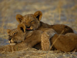 Buy Two Lion Cubs Snuggle Together on the Ground at AllPosters.com