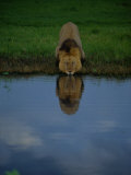 Buy A Male Lion in His Prime Drinking from a Pool at AllPosters.com