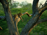 Buy A Leopard Lounges in a Tree at AllPosters.com