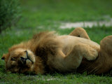A Lion Rolls in the Grass