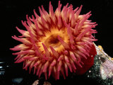 Sea Anemone