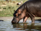 A Hippopotamus Takes a Drink from a Cool River