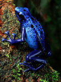 Buy Blue Poison-Dart Frog at AllPosters.com