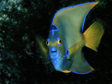 Angelfish