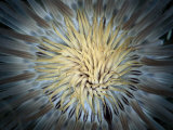 A Tentacled Sea Anemone