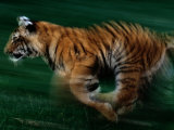 Buy Running Tiger at AllPosters.com