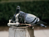 Pigeons Drinking from an Outdoor Water Fountain