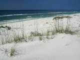 Buy Dune Grasses Hold White Sand in Place Along a Stretch of Beach at AllPosters.com
