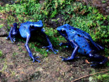 Blue Poison-Dart Frogs