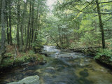 A Woodland View with a Rushing Brook