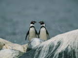 A Pair of Humboldt, or Peruvian, Penguins on a Rocky Shore