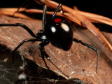 A Black Widow Spider
