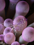 Cleaning Shrimp on the Tentacles of an Anemone