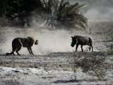 An African Cheetah and a Warthog Kick up Clouds of Dust in a Tense Confrontation