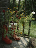 Flowers Bloom from an Unlikely Place-A Pair of Red Boots on a Porch