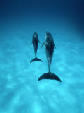A Pair of Spotted Dolphins