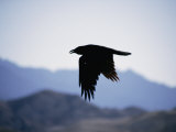 A Common Raven is Silhouetted against the Sky