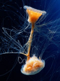 Lions Mane Jellyfish