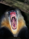 A Captive Mandrill Bares its Teeth in Warning