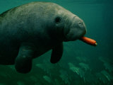 Buy A West Indian Manatee Eats a Carrot at AllPosters.com