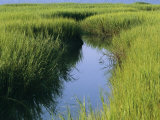 Buy A Small Slough or Channel Running Through a Grassy Marsh at AllPosters.com
