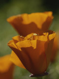 Buy Close View of California Poppies at AllPosters.com