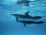 A Pair of Spotted Dolphins