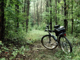 Buy A Bike Rests on a Woodland Trail at AllPosters.com