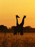 Giraffes Silhouetted at Twilight