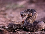 Diamondback Rattlesnake (Crotalus Atrox)