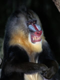A Captive Mandrill (Papio Sphinx) Shows its Teeth in Warning