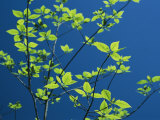 New Spring Foliage Leafing out on a Tree Branch Photographic Print