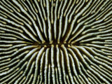 Buy Close-View of the Intricately Patterned Exterior of a Mushroom Coral at AllPosters.com