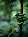 Green Tree Python (Chondropython Viridis)