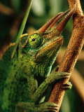 Buy Close-up of a Jacksons Chameleon at AllPosters.com