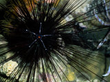 A Black Diadema Sea Urchin